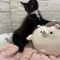 画像22906：スコティッシュフォールド<br>マリモ　ホワイトバンちゃん立ち耳