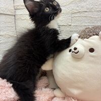 画像22907：スコティッシュフォールド<br>マリモ　ホワイトバンちゃん立ち耳