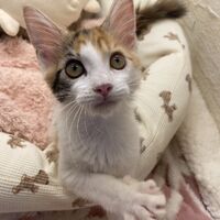 画像22935：スコティッシュフォールド<br>マリモ　ホワイトバンちゃん立ち耳