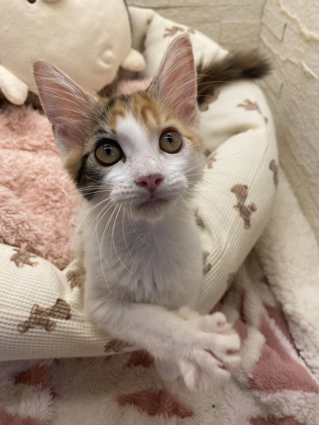 メインクーンクララ　おれんじちゃん