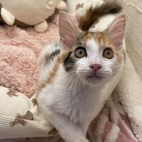 画像22936：スコティッシュフォールド<br>マリモ　ホワイトバンちゃん立ち耳