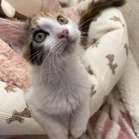 画像22937：スコティッシュフォールド<br>マリモ　ホワイトバンちゃん立ち耳