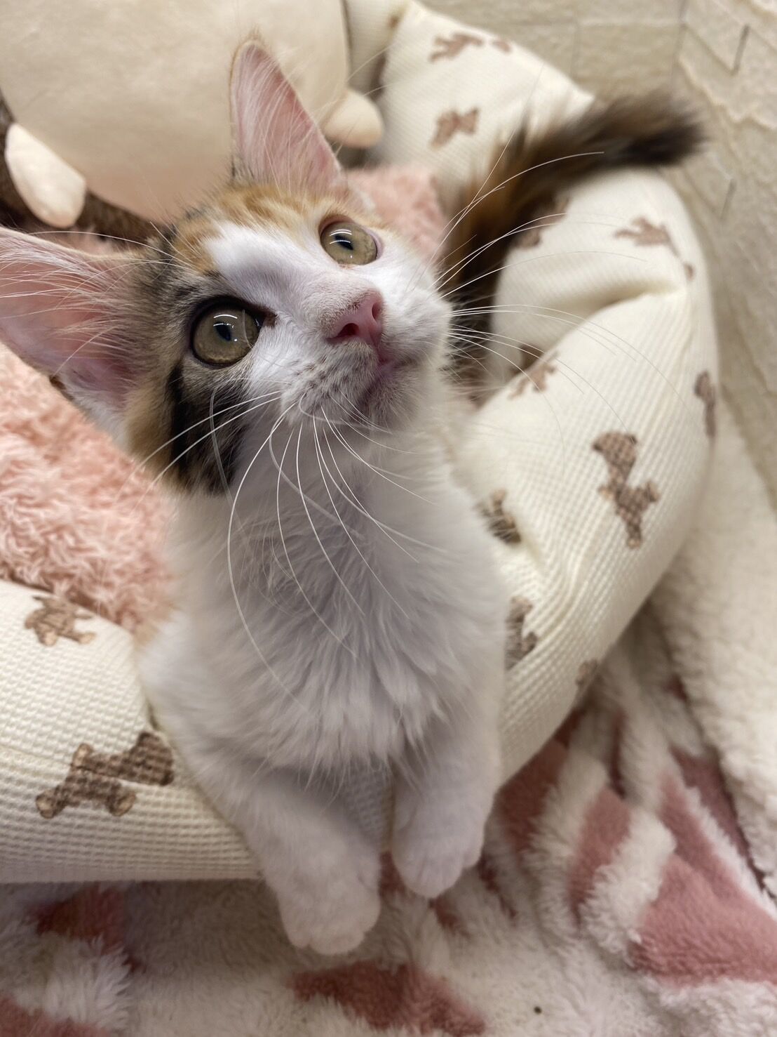 スコティッシュフォールドマリモ　ホワイトバンちゃん立ち耳