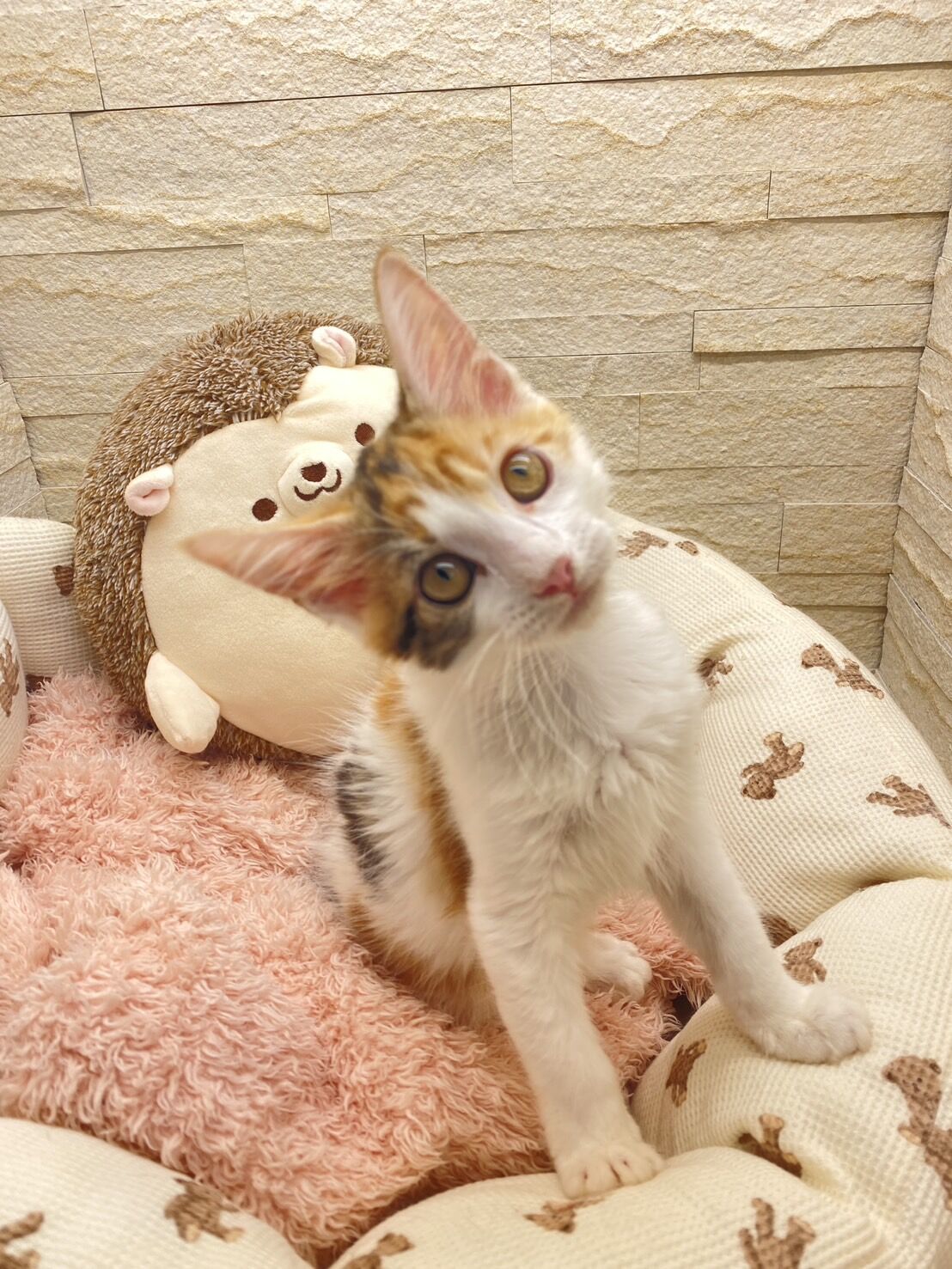 スコティッシュフォールドマリモ　ホワイトバンちゃん立ち耳