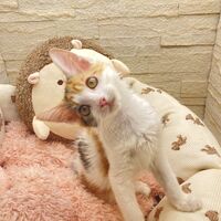 画像22939：スコティッシュフォールド<br>マリモ　ホワイトバンちゃん立ち耳