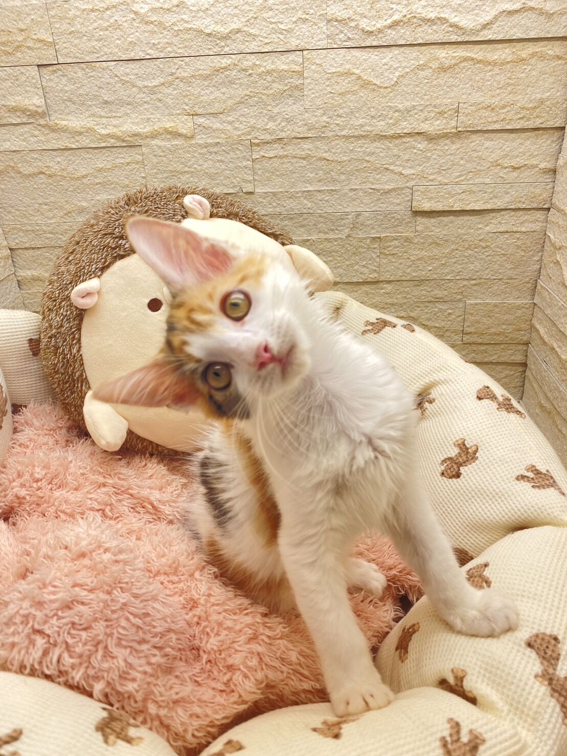 スコティッシュフォールドマリモ　ホワイトバンちゃん立ち耳