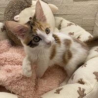 画像22940：スコティッシュフォールド<br>マリモ　ホワイトバンちゃん立ち耳