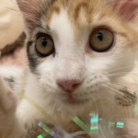 画像22941：スコティッシュフォールド<br>マリモ　ホワイトバンちゃん立ち耳