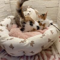 画像22942：スコティッシュフォールド<br>マリモ　ホワイトバンちゃん立ち耳