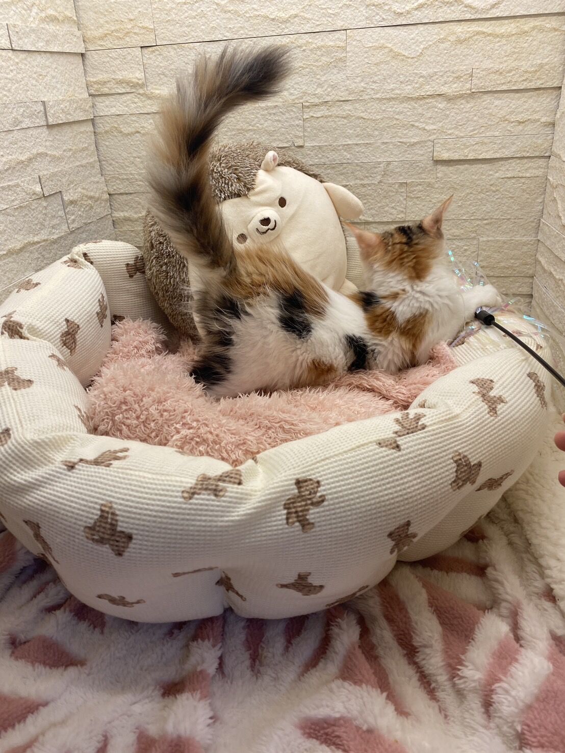 スコティッシュフォールドマリモ　ホワイトバンちゃん立ち耳