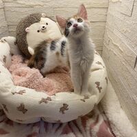 画像22943：スコティッシュフォールド<br>マリモ　ホワイトバンちゃん立ち耳