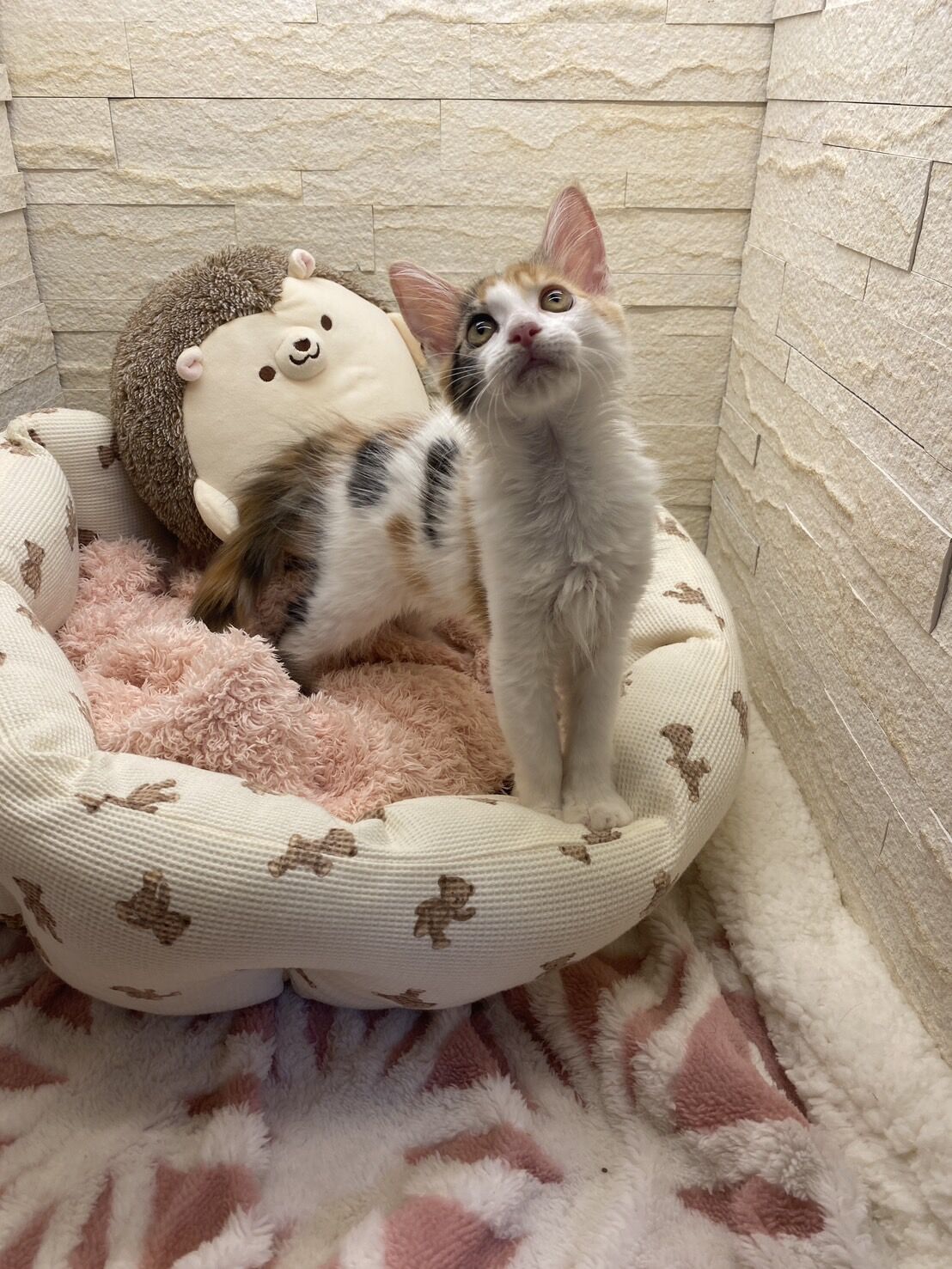 スコティッシュフォールドマリモ　ホワイトバンちゃん立ち耳
