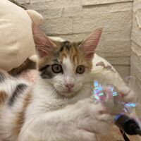 画像22944：スコティッシュフォールド<br>マリモ　ホワイトバンちゃん立ち耳