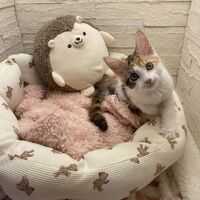 画像22945：スコティッシュフォールド<br>マリモ　ホワイトバンちゃん立ち耳