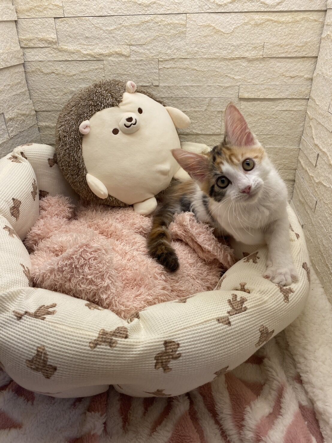 スコティッシュフォールドマリモ　ホワイトバンちゃん立ち耳