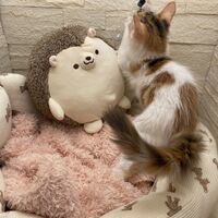 画像22946：スコティッシュフォールド<br>マリモ　ホワイトバンちゃん立ち耳
