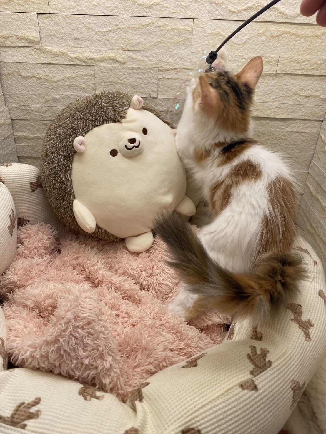 スコティッシュフォールドマリモ　ホワイトバンちゃん立ち耳