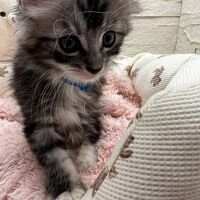 画像23274：メインクーン<br>ジャスミン　あおちゃん