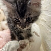 画像23279：メインクーン<br>ジャスミン　あおちゃん