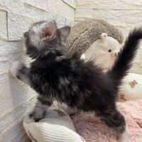 画像23280：メインクーン<br>ジャスミン　あおちゃん