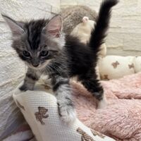 画像23282：メインクーン<br>ジャスミン　あおちゃん