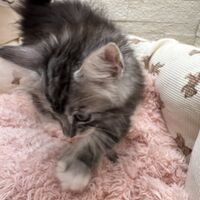 画像23283：メインクーン<br>ジャスミン　あおちゃん