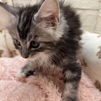 画像23284：メインクーン<br>ジャスミン　あおちゃん