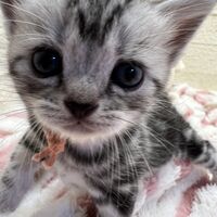 画像23378：アメリカンショートヘア<br>リン　あかいろちゃん