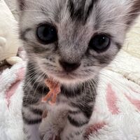 画像23379：アメリカンショートヘア<br>リン　あかいろちゃん