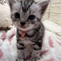 画像23380：アメリカンショートヘア<br>リン　あかいろちゃん