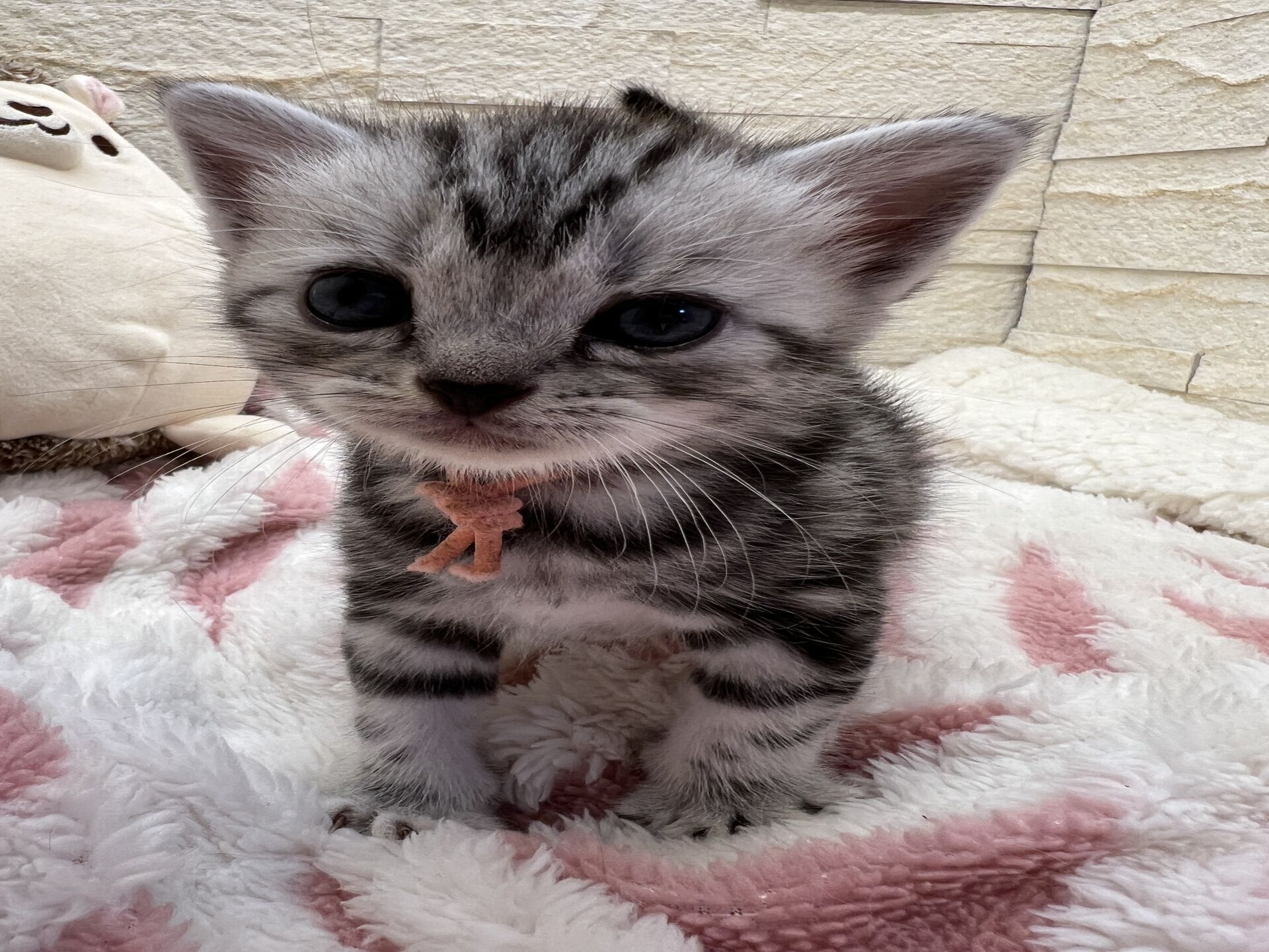 アメリカンショートヘアリン　あかいろちゃん