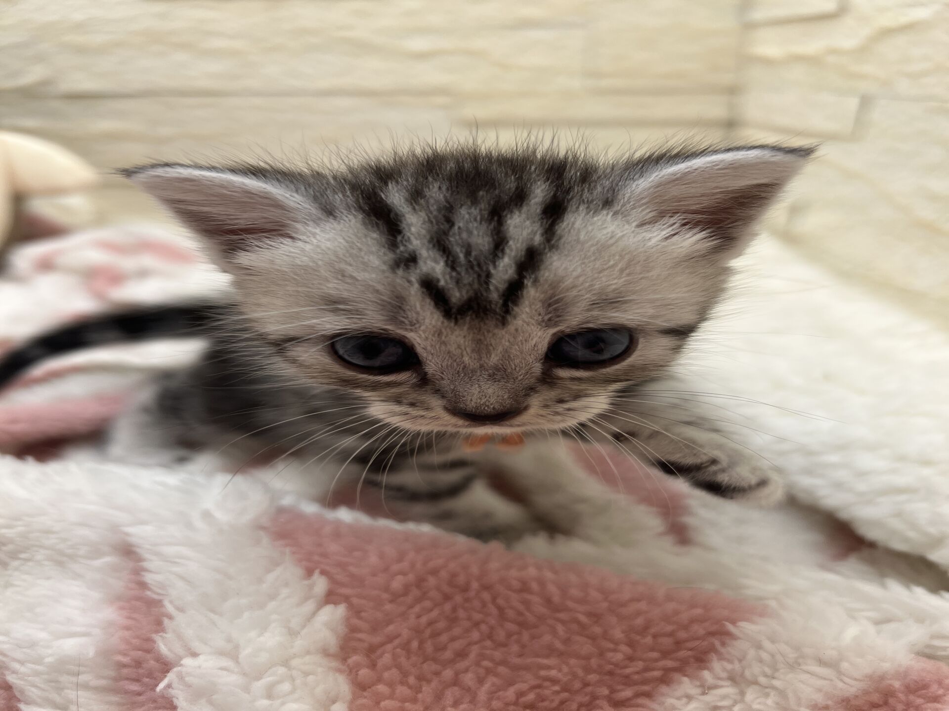 アメリカンショートヘアリン　あかいろちゃん