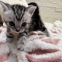 画像23382：アメリカンショートヘア<br>リン　あかいろちゃん