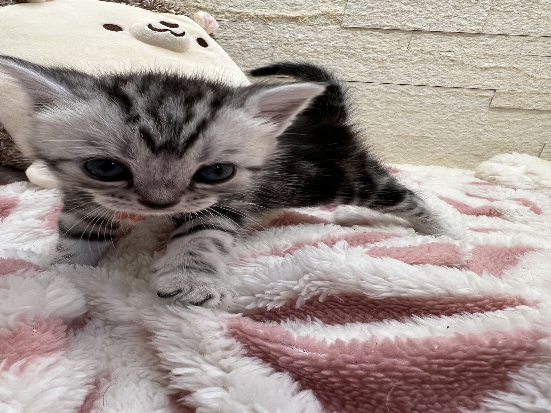 アメリカンショートヘアリン　あかいろちゃん