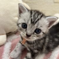 画像23383：アメリカンショートヘア<br>リン　あかいろちゃん