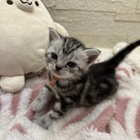 画像23384：アメリカンショートヘア<br>リン　あかいろちゃん