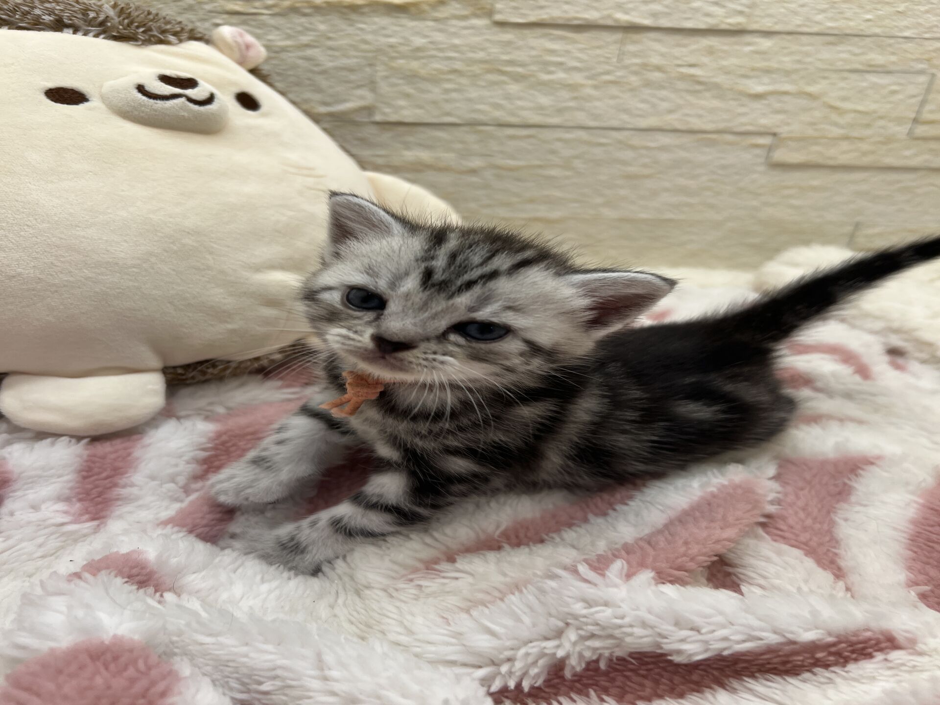 アメリカンショートヘアリン　あかいろちゃん