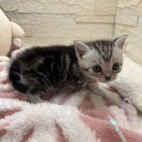 画像23386：アメリカンショートヘア<br>リン　あかいろちゃん