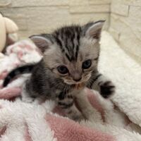画像23387：アメリカンショートヘア<br>リン　あかいろちゃん