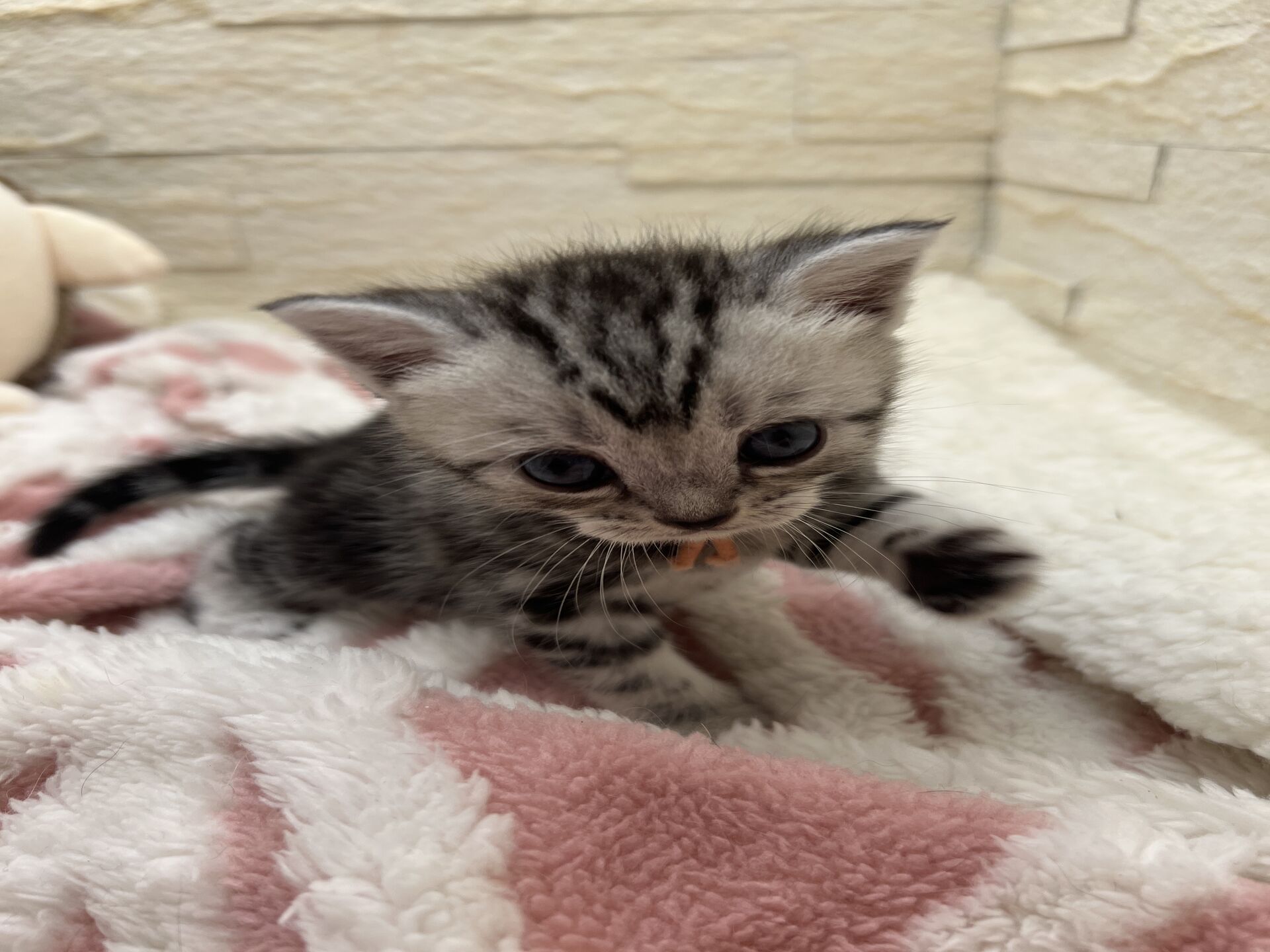 アメリカンショートヘアリン　あかいろちゃん