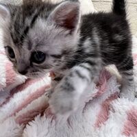 画像23388：アメリカンショートヘア<br>リン　あかいろちゃん