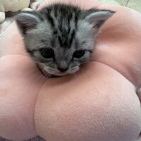 画像23389：アメリカンショートヘア<br>リン　あかいろちゃん