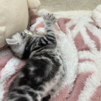 画像23390：アメリカンショートヘア<br>リン　あかいろちゃん