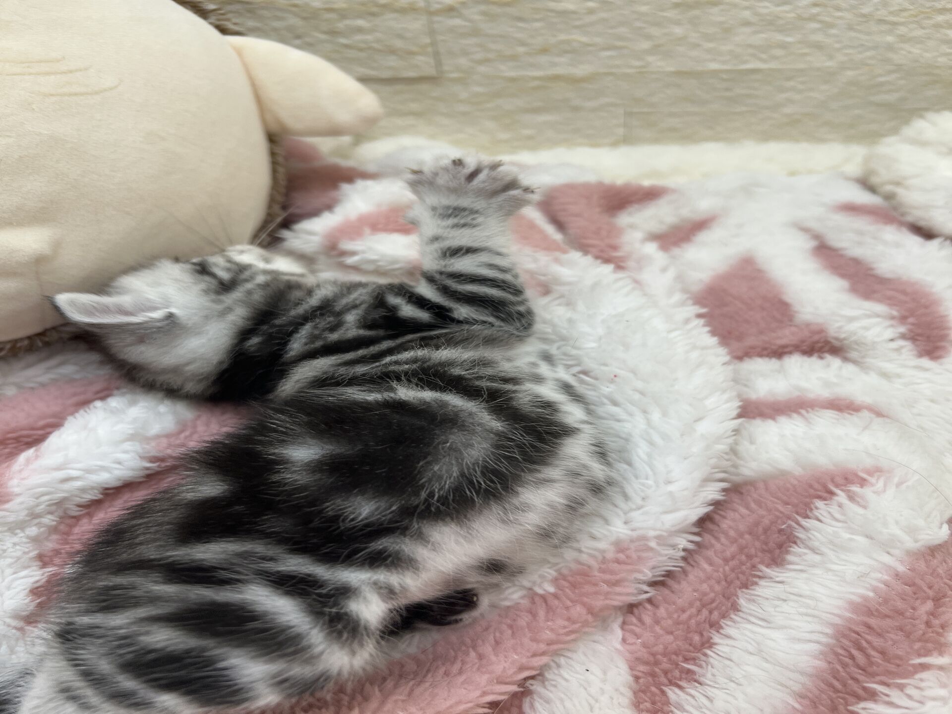 アメリカンショートヘアリン　あかいろちゃん