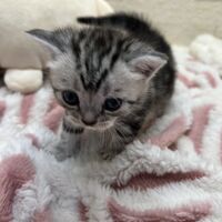 画像23391：アメリカンショートヘア<br>リン　あかいろちゃん