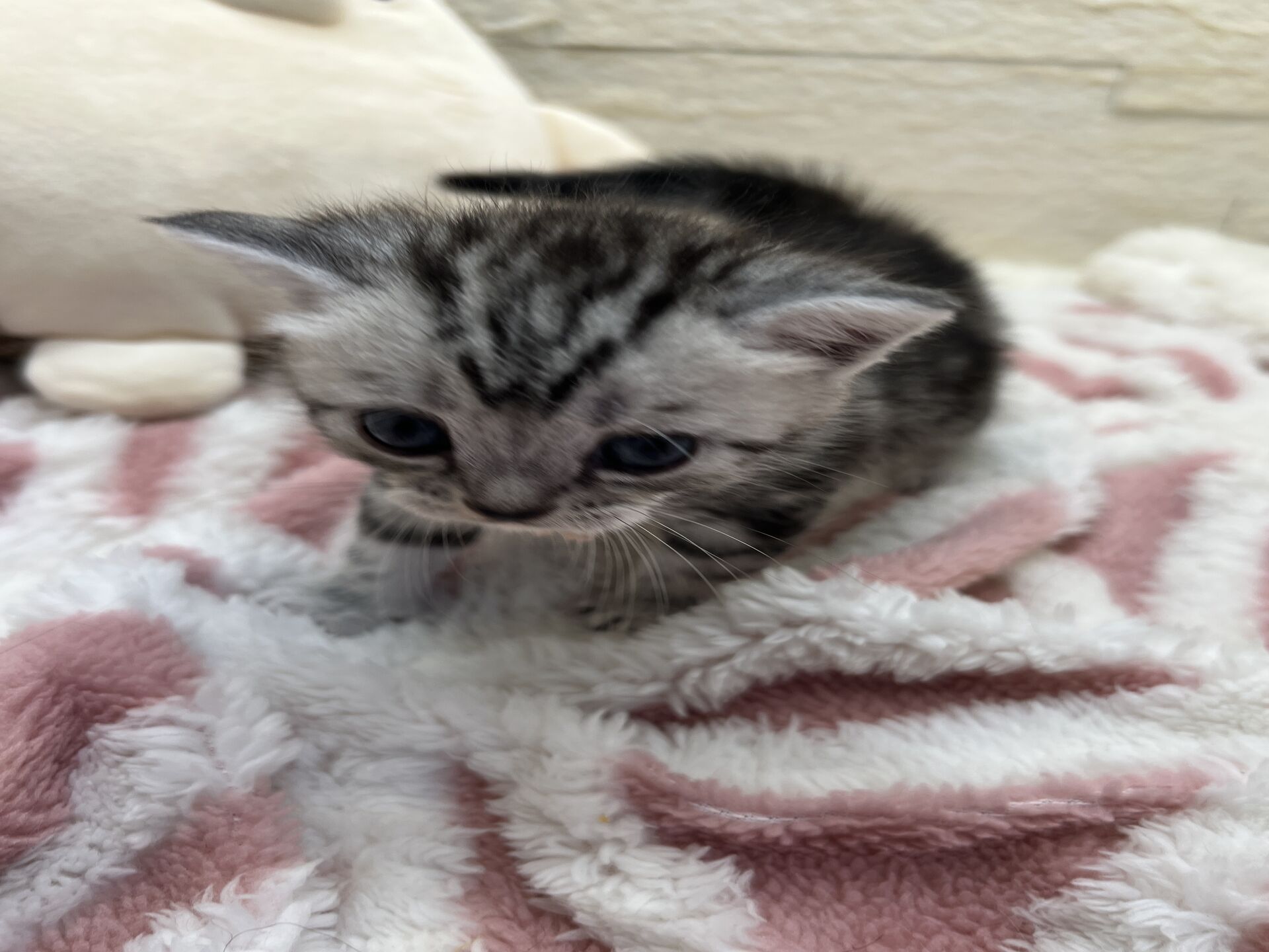 アメリカンショートヘアリン　あかいろちゃん