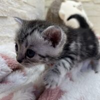 画像23392：アメリカンショートヘア<br>リン　あかいろちゃん