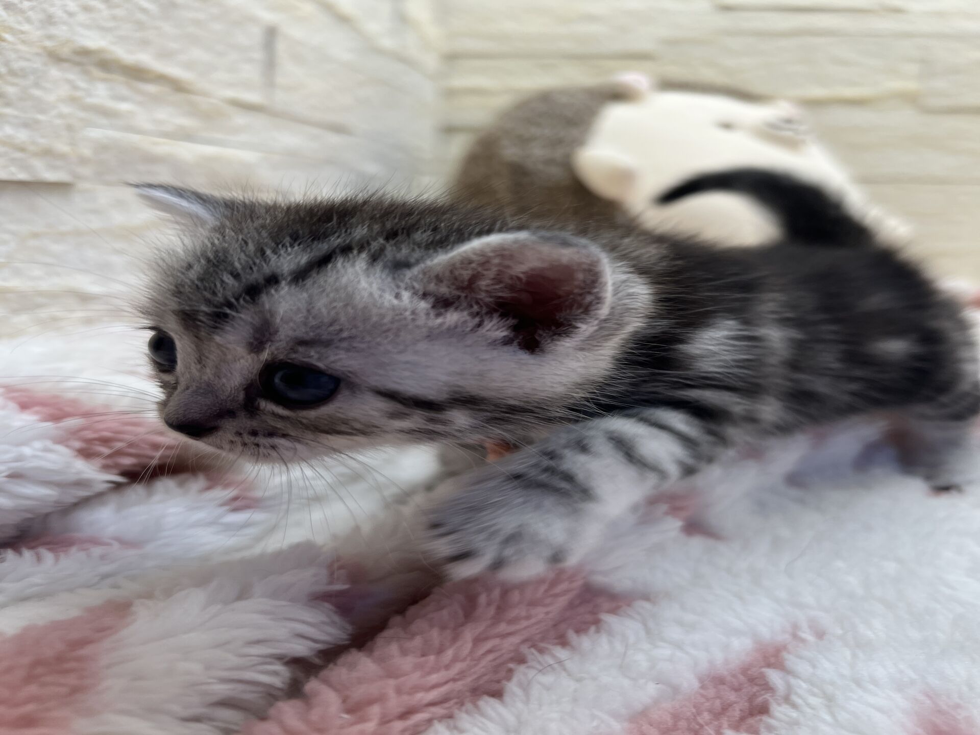 アメリカンショートヘアリン　あかいろちゃん