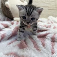 画像23393：アメリカンショートヘア<br>リン　あかいろちゃん