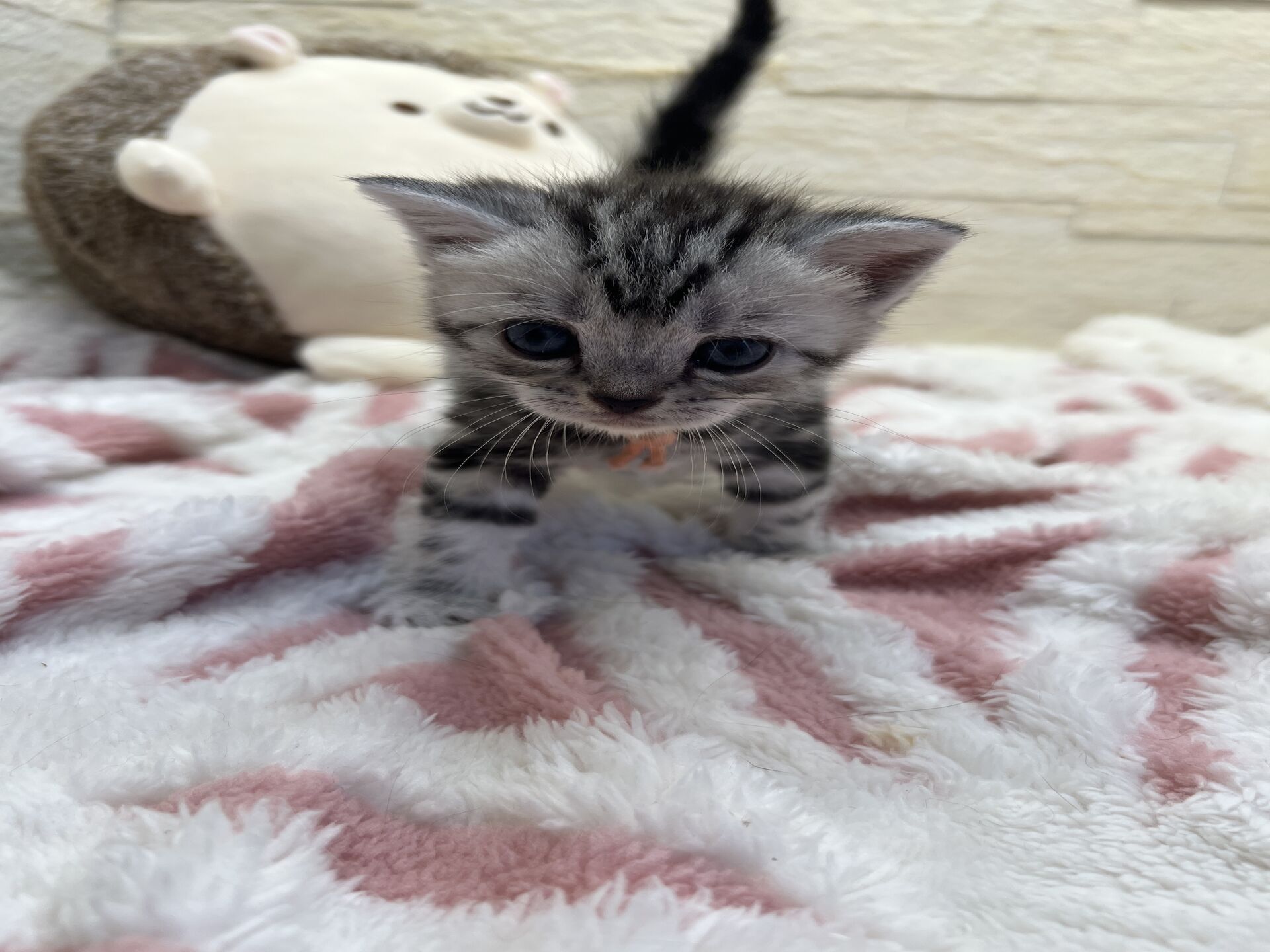 アメリカンショートヘアリン　あかいろちゃん